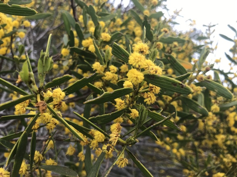 Acacia cochlearis photo 5