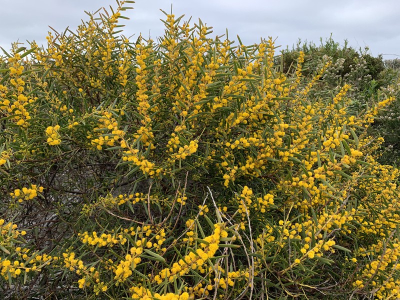 Acacia cochlearis photo 6