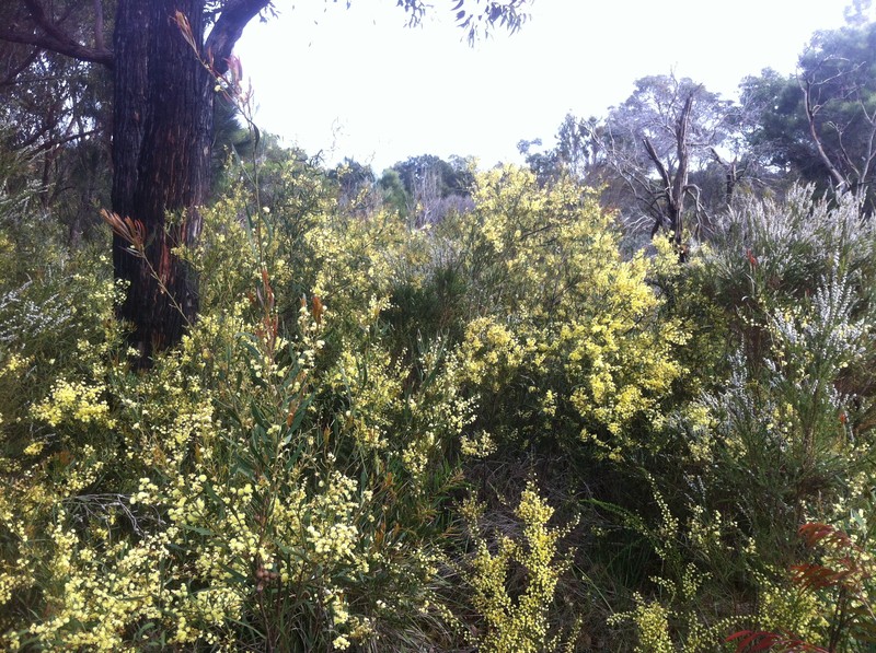 Acacia cochlearis photo 7