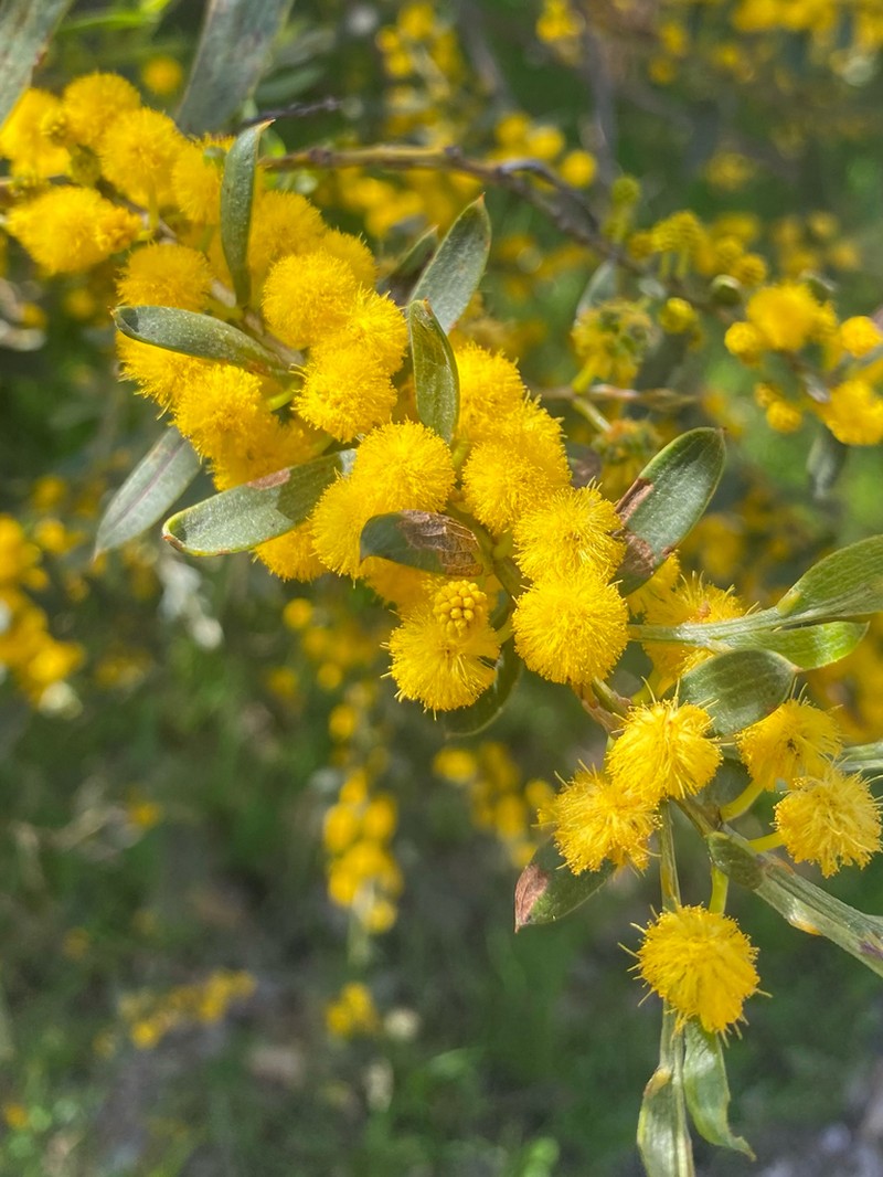 Acacia cochlearis photo 8