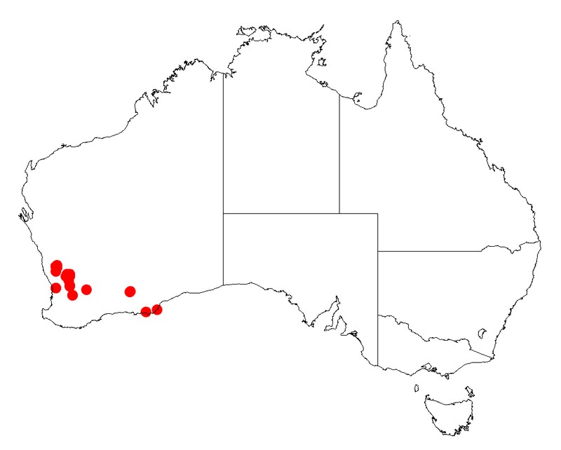 Acacia cochlocarpa