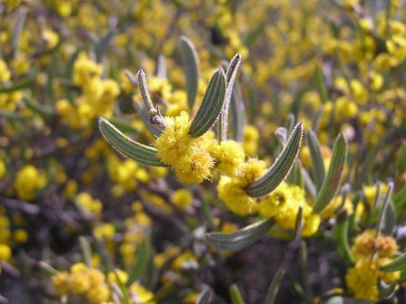 Acacia cochlocarpa photo 2