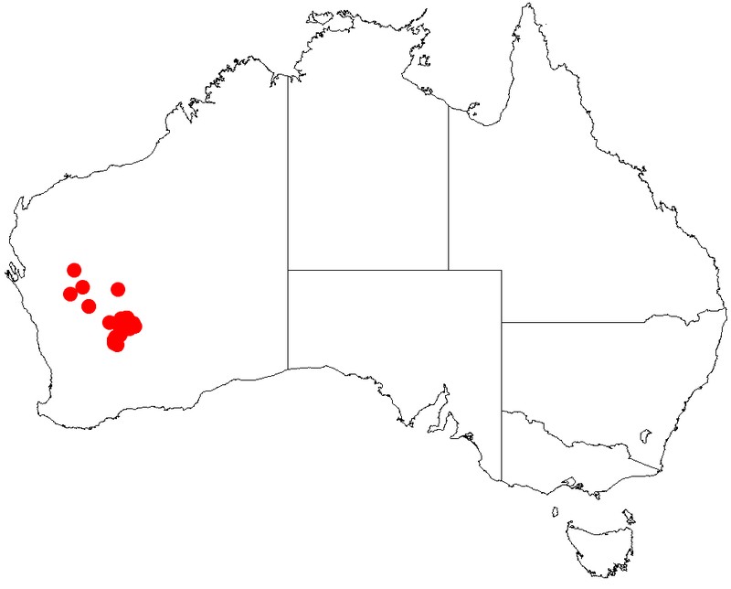 Acacia cockertoniana