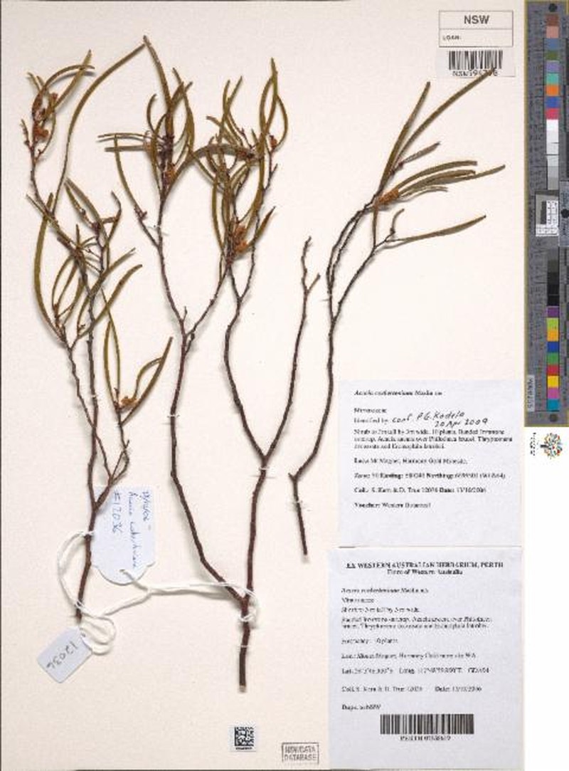 Acacia cockertoniana photo 3