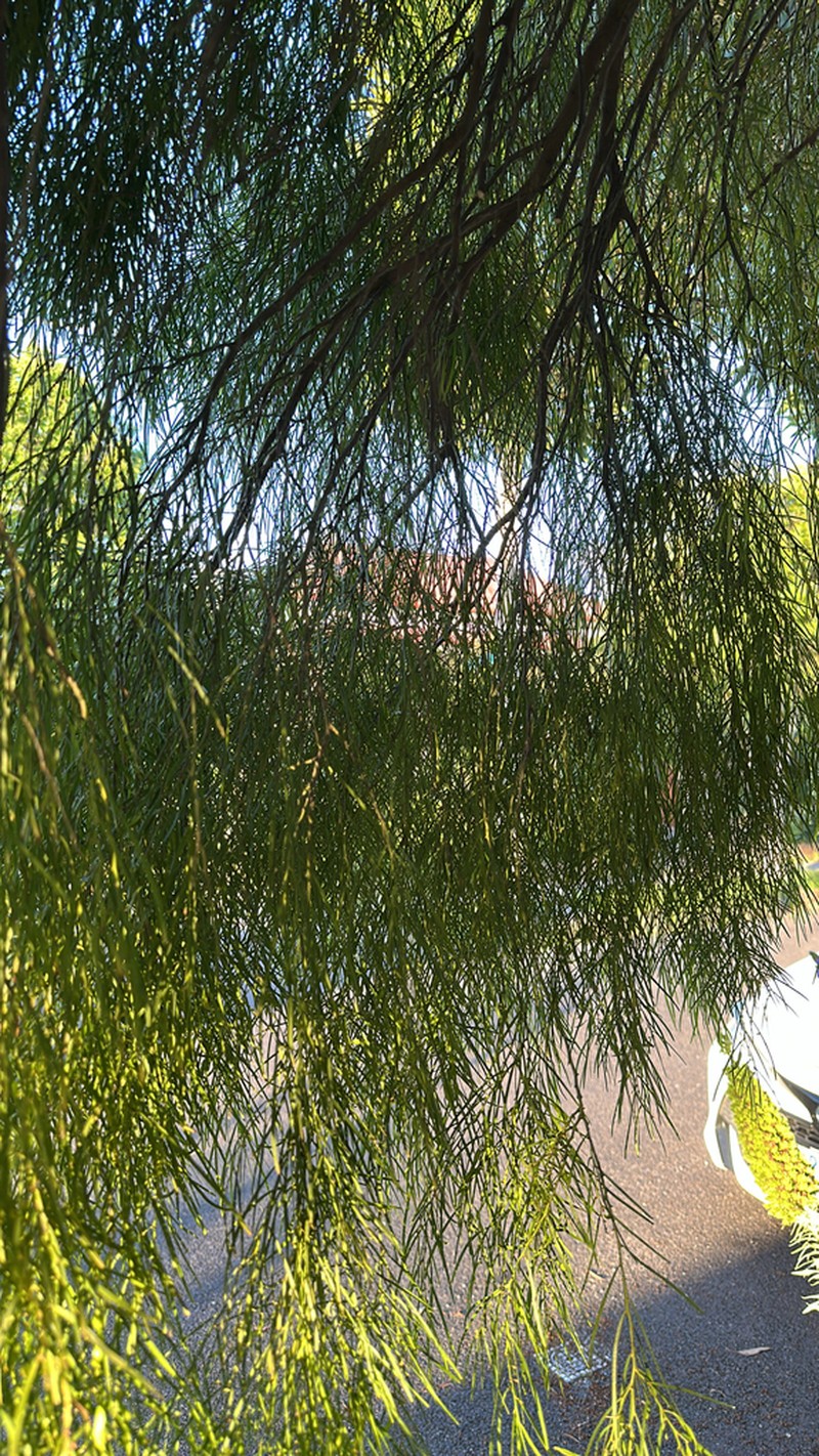 Bower Wattle photo 3