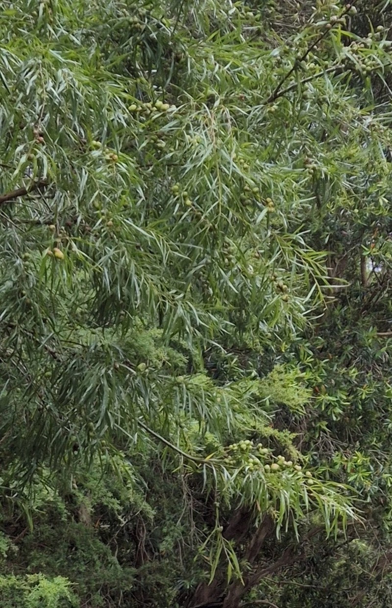 Bower Wattle photo 5