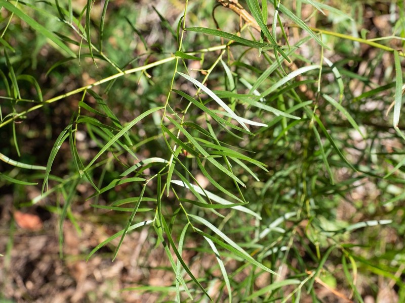 Bower Wattle photo 6