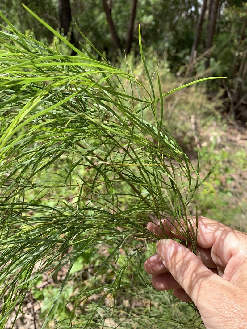 Bower Wattle photo 7