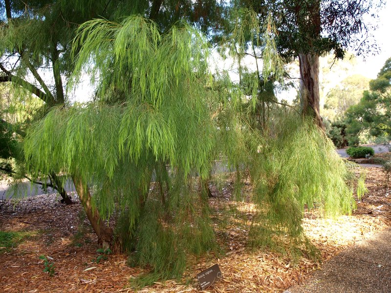 Bower Wattle
