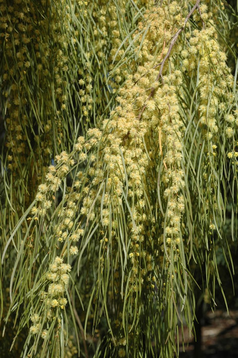 Bower Wattle photo 2