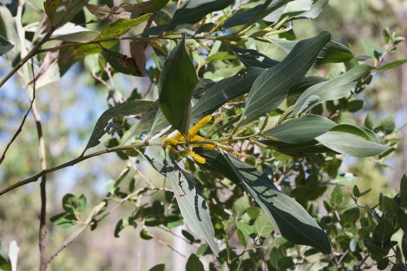 Acacia colei photo 2
