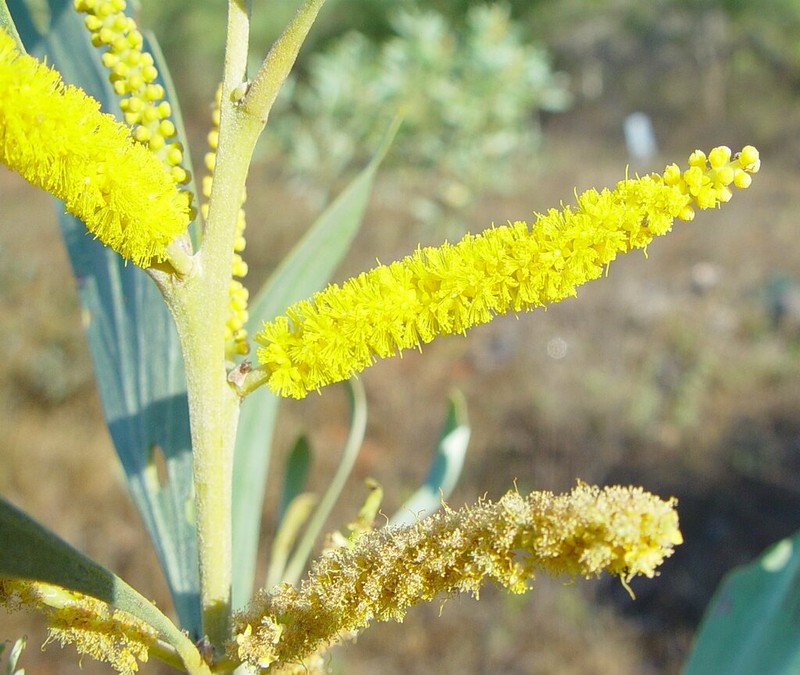 Acacia colei photo 3