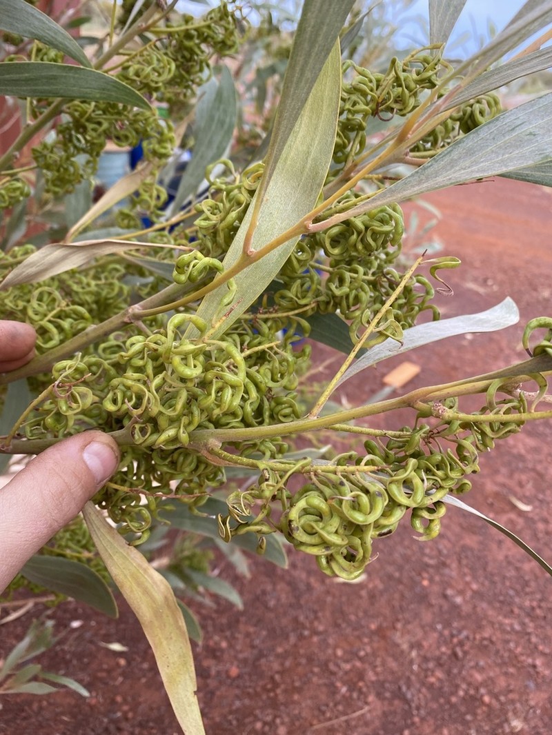Acacia colei photo 6