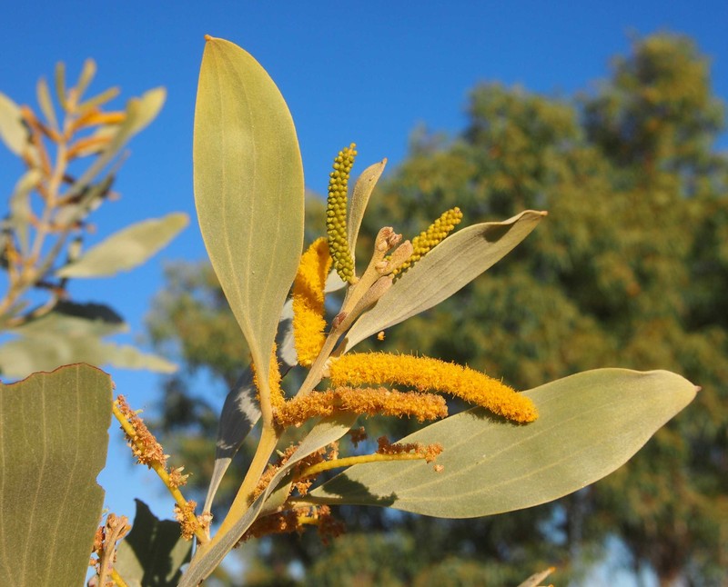 Acacia colei photo 7