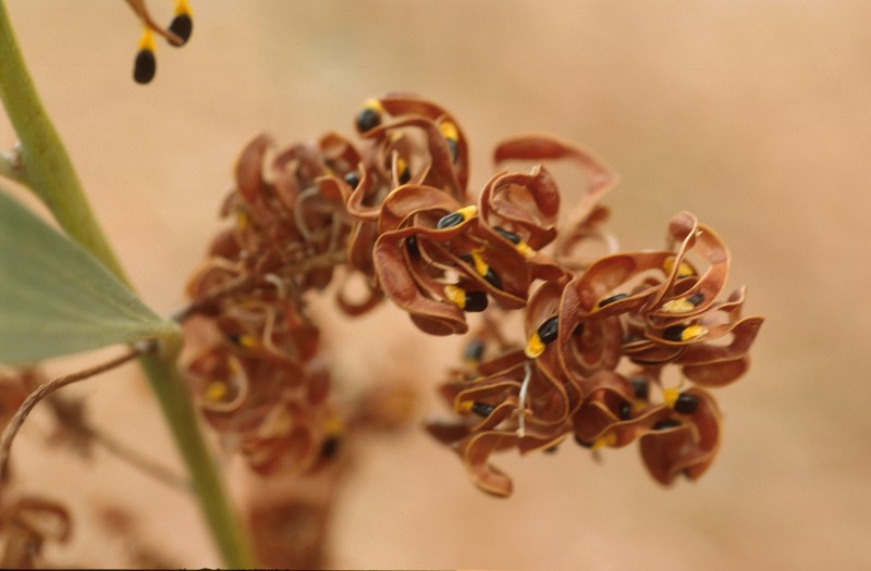 Acacia colei photo 8