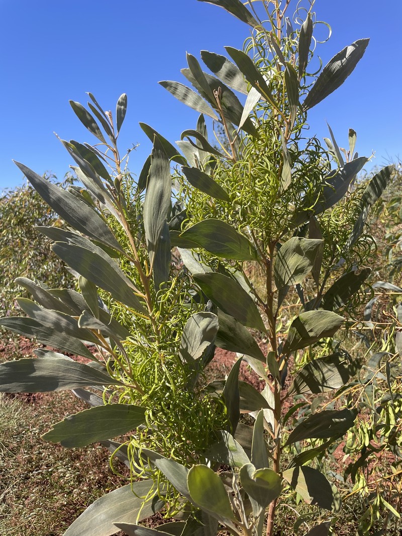 Acacia colei var. colei photo 4