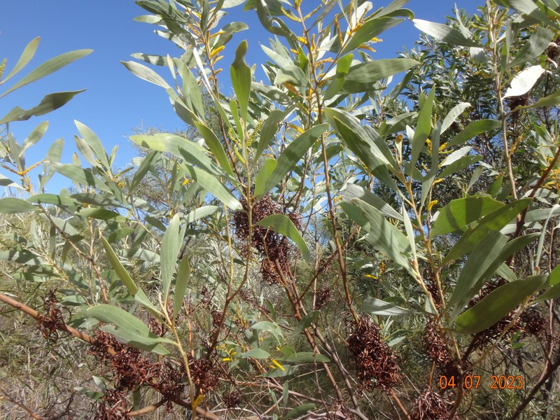 Acacia colei var. colei photo 5