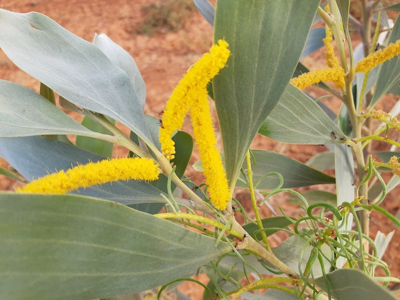 Acacia colei var. colei photo 6
