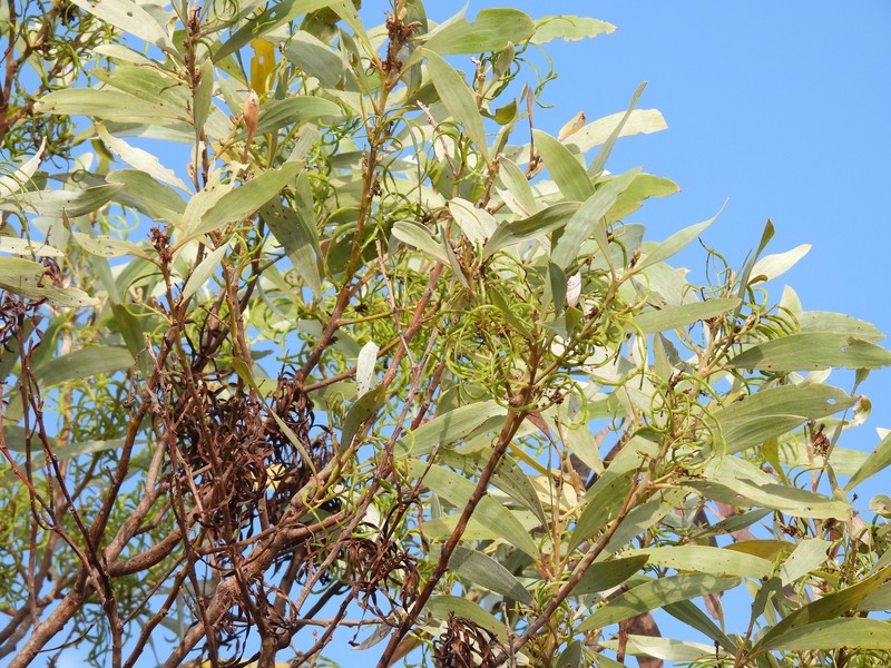Acacia colei var. colei