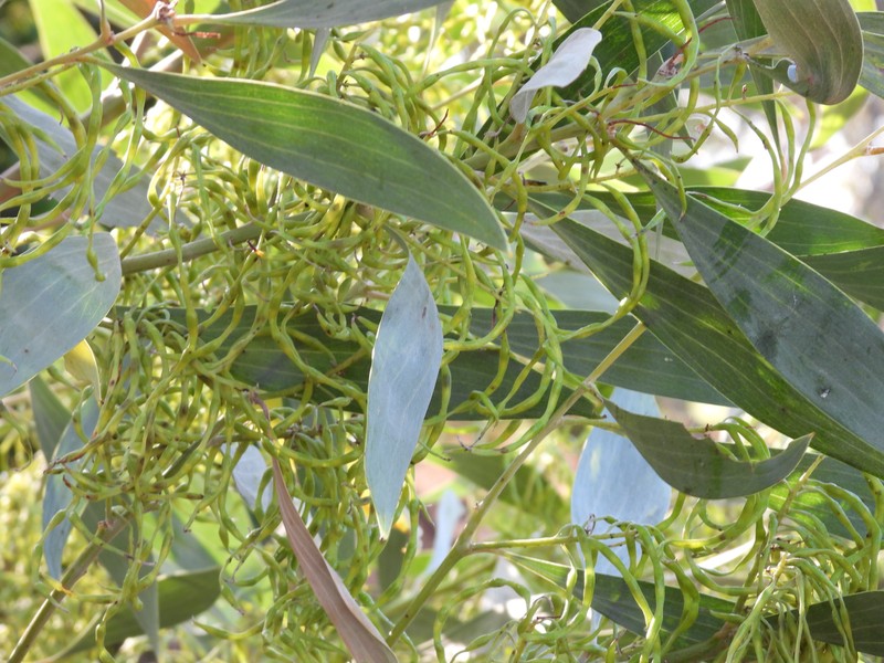 Acacia colei var. colei photo 2