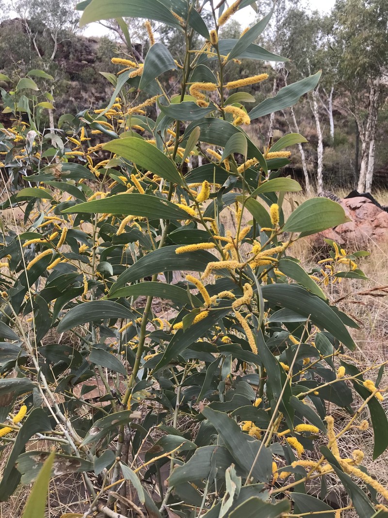 Acacia colei var. colei photo 3