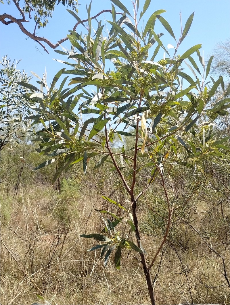 Acacia colei var. ileocarpa