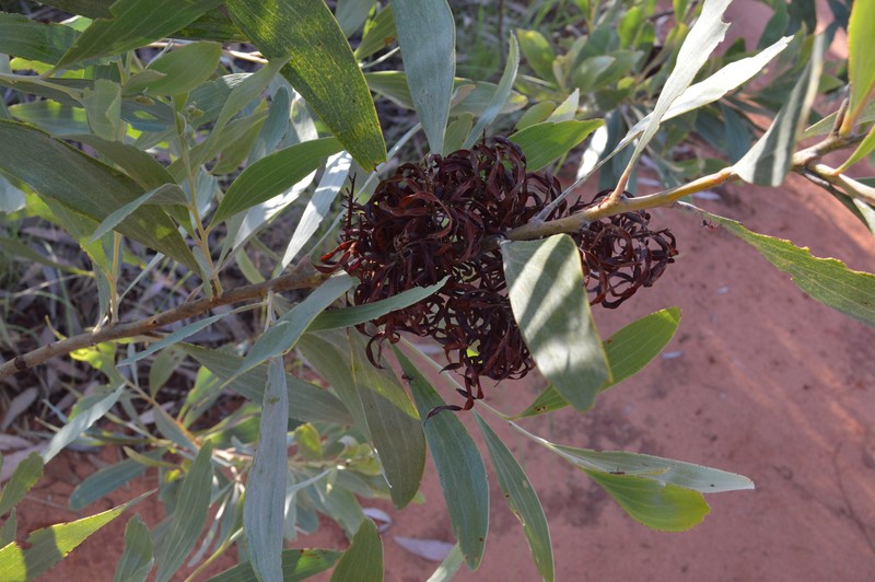 Acacia colei var. ileocarpa photo 2