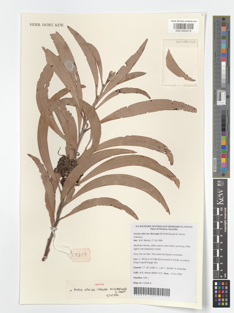 Acacia colei var. ileocarpa photo 4