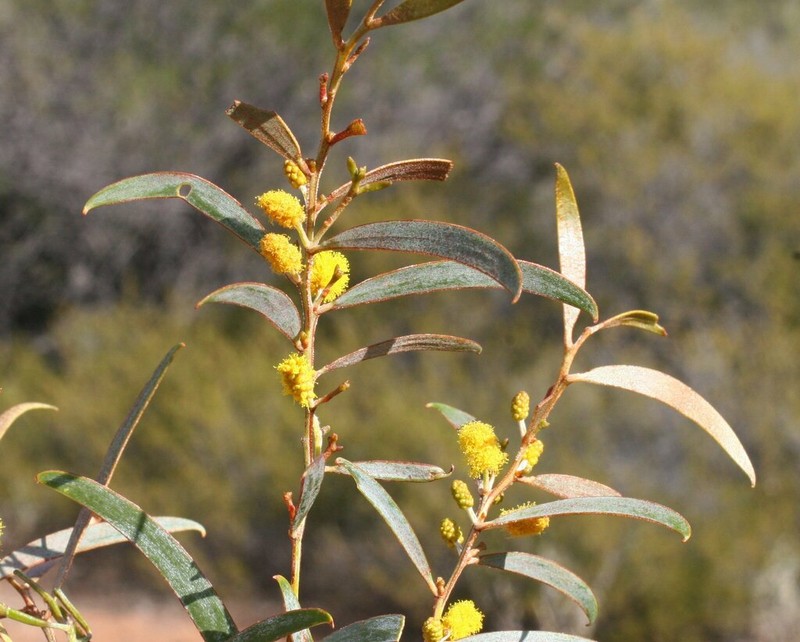 Acacia collegialis