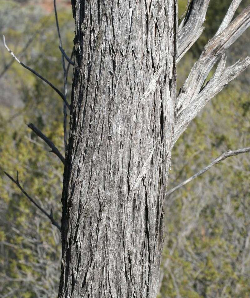 Acacia collegialis photo 2