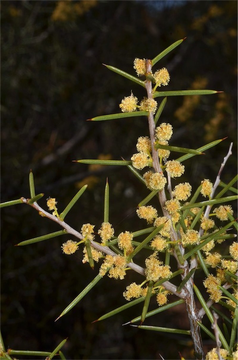 Acacia colletioides