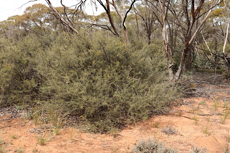 Acacia colletioides photo 2