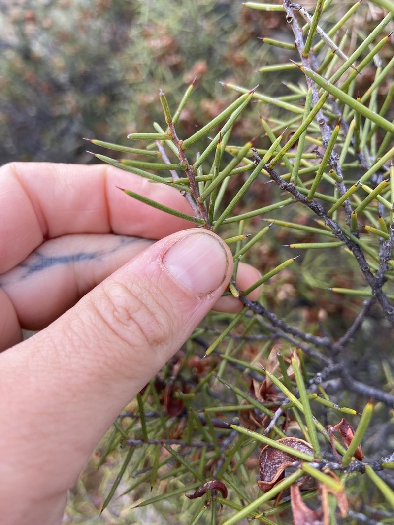 Acacia colletioides photo 3