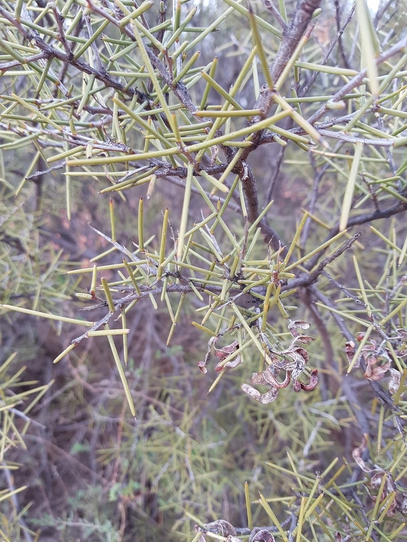 Acacia colletioides photo 4