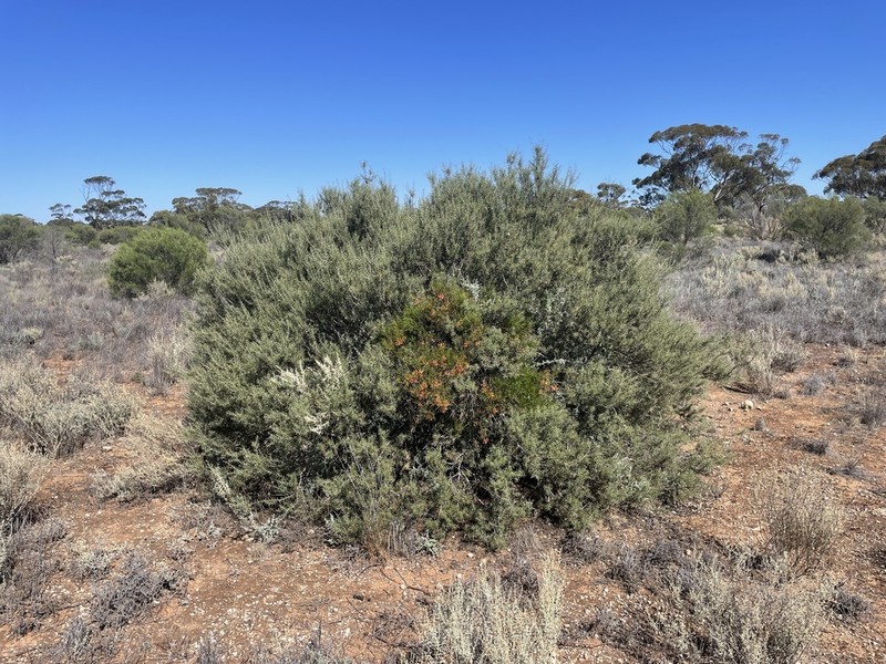 Acacia colletioides photo 6