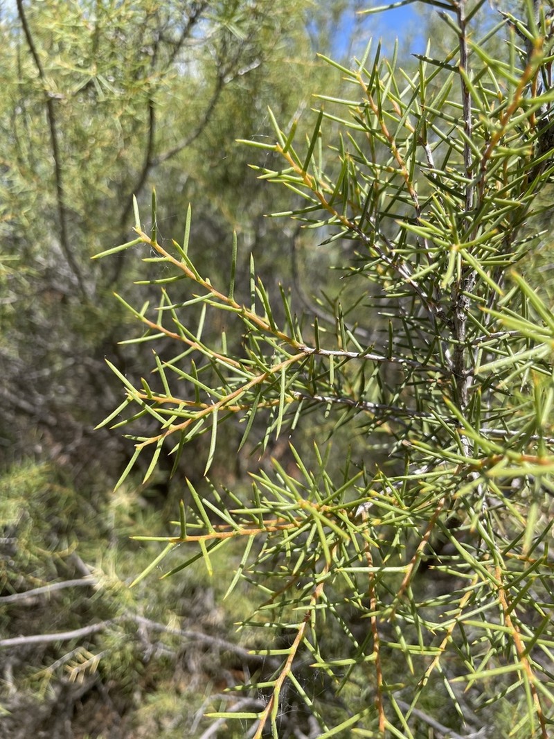 Acacia colletioides photo 7