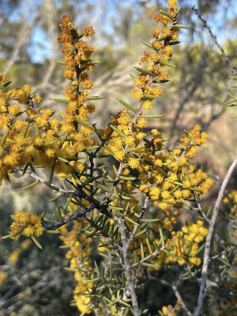 Acacia colletioides photo 8