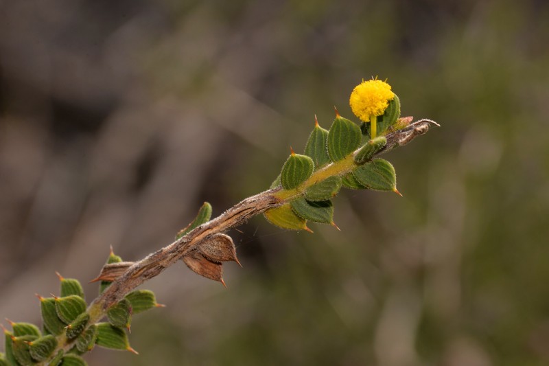 Acacia comans