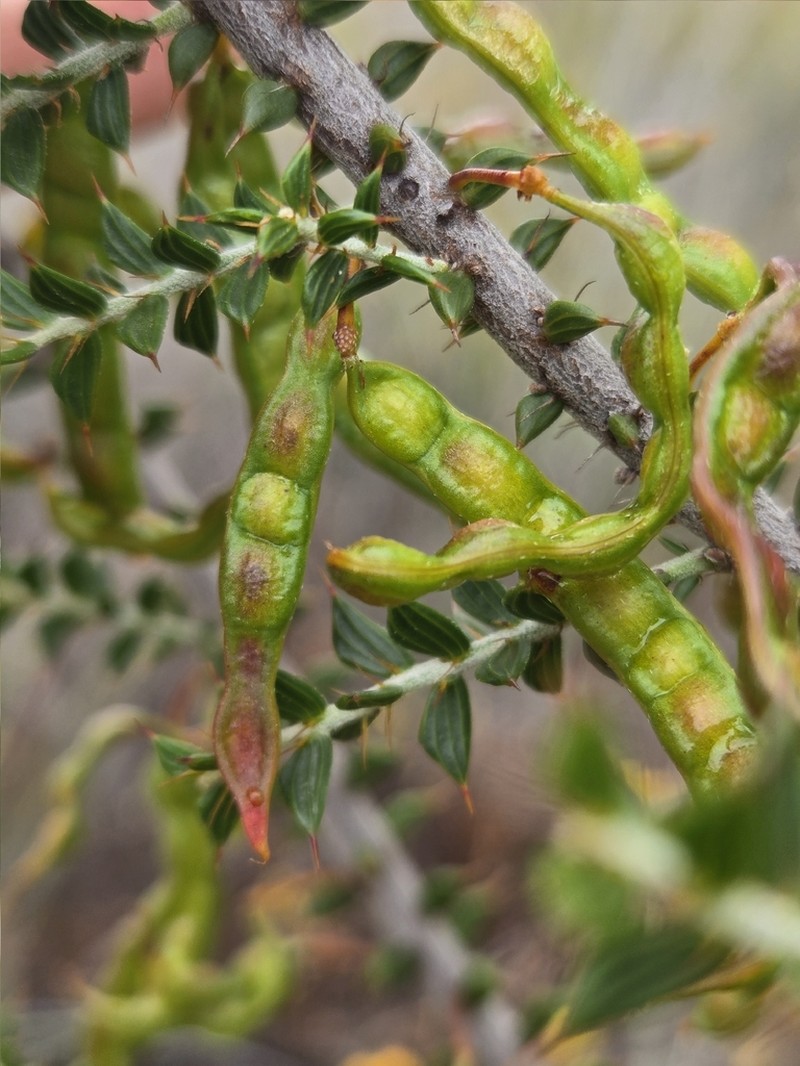 Acacia comans photo 2