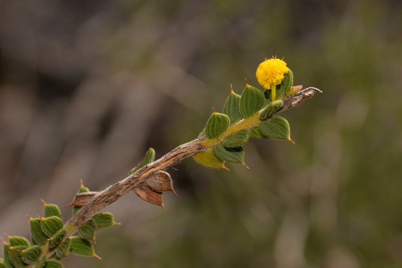 Acacia comans photo 3