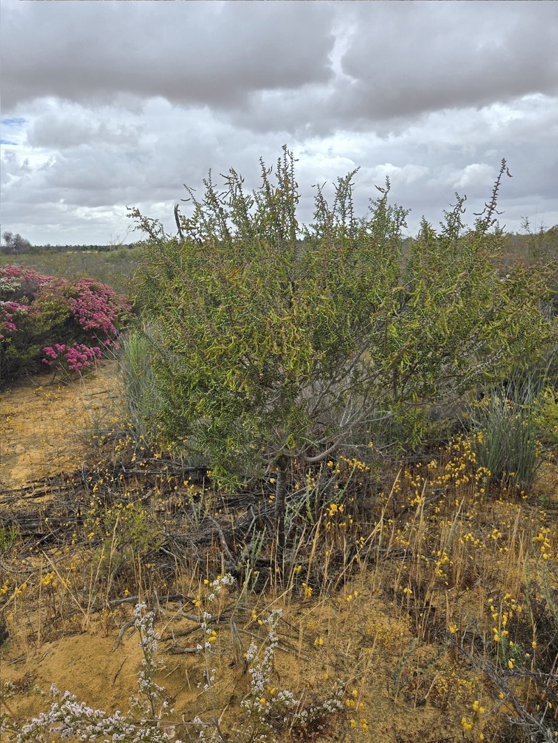 Acacia comans photo 4