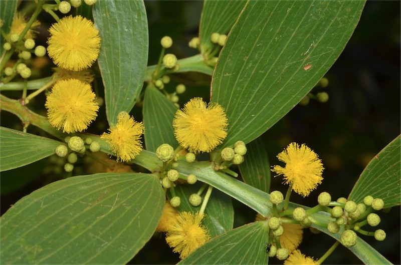 Acacia complanata