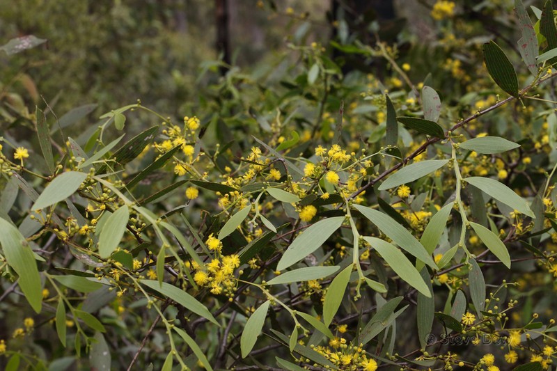 Acacia complanata photo 2