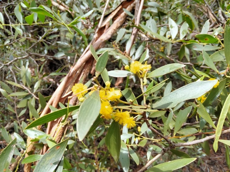 Acacia complanata photo 3