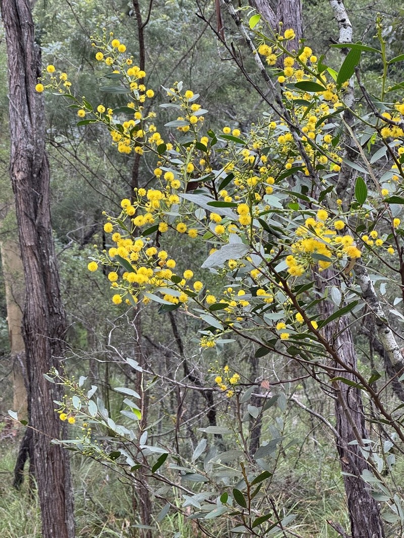 Acacia complanata photo 4