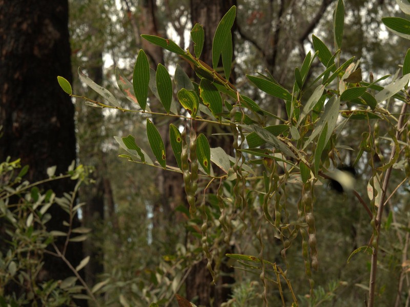 Acacia complanata photo 5