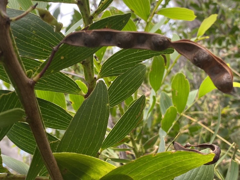 Acacia complanata photo 6
