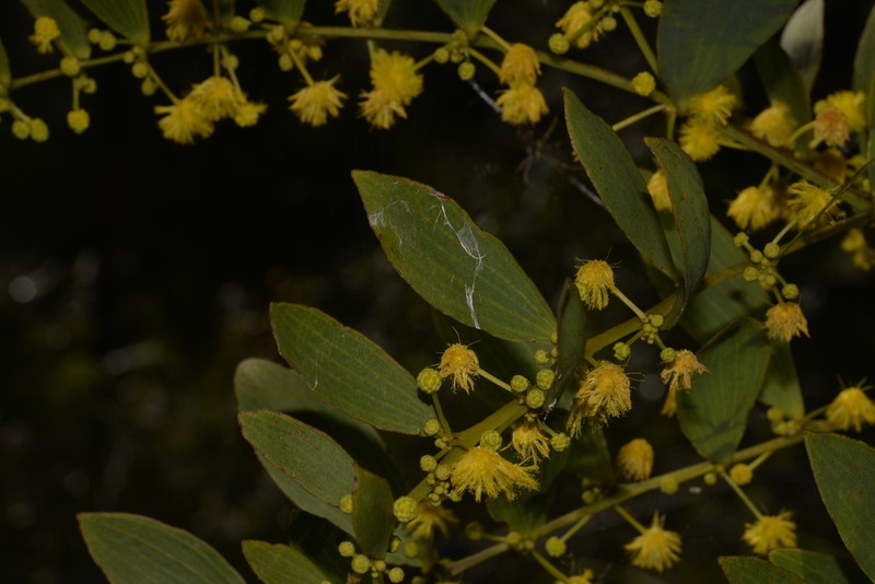 Acacia complanata photo 7