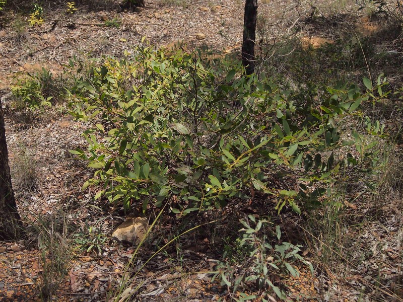 Acacia complanata photo 8