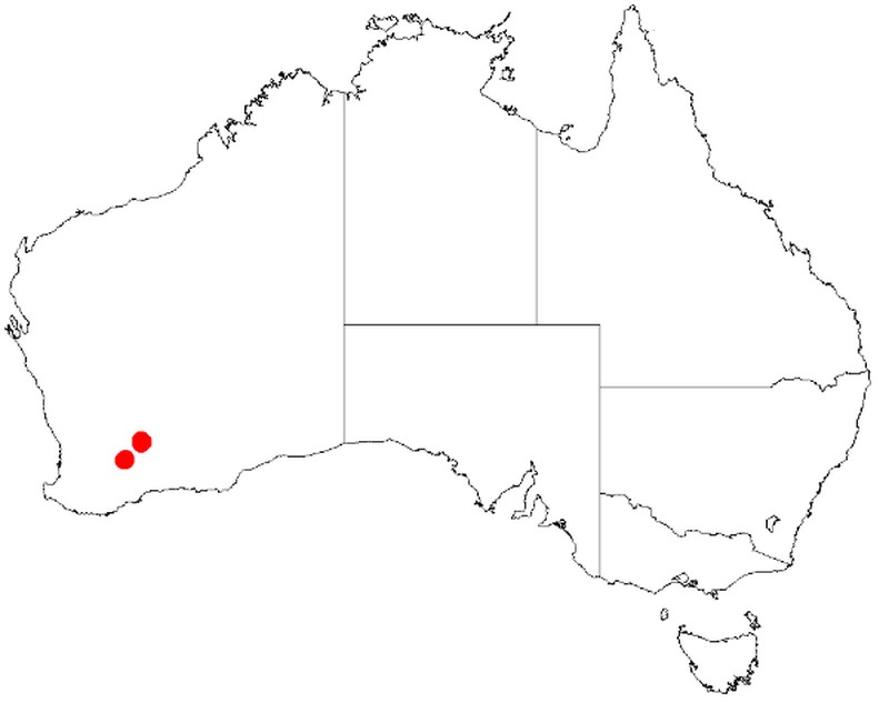 Acacia concolorans